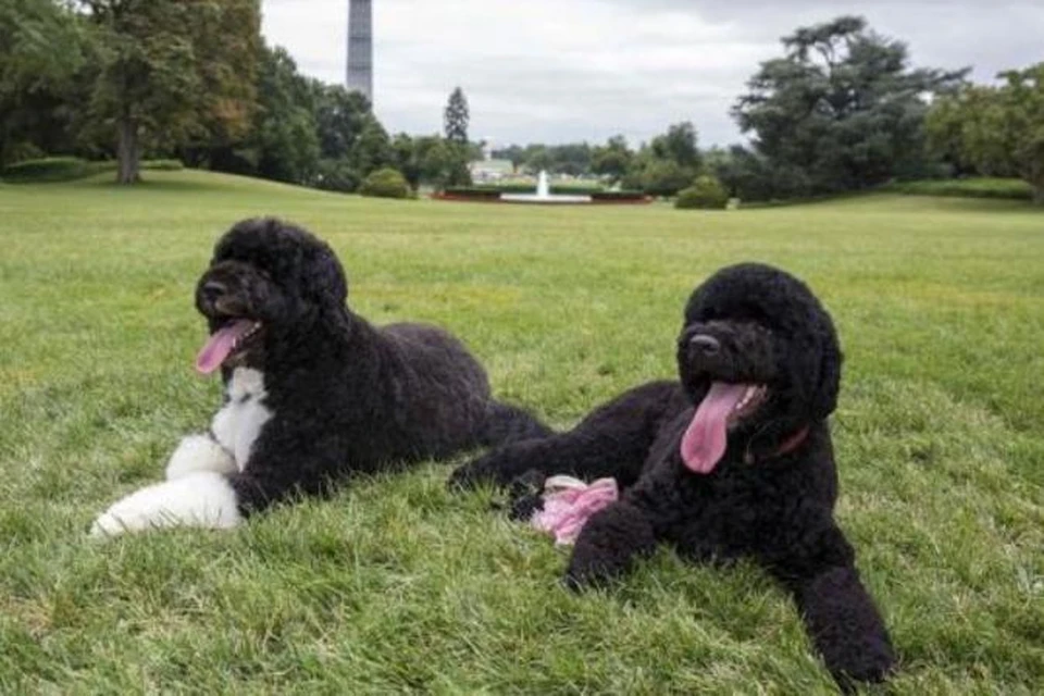 Любимцы президентской семьи Бо и Санни на лужайке у Белого дома