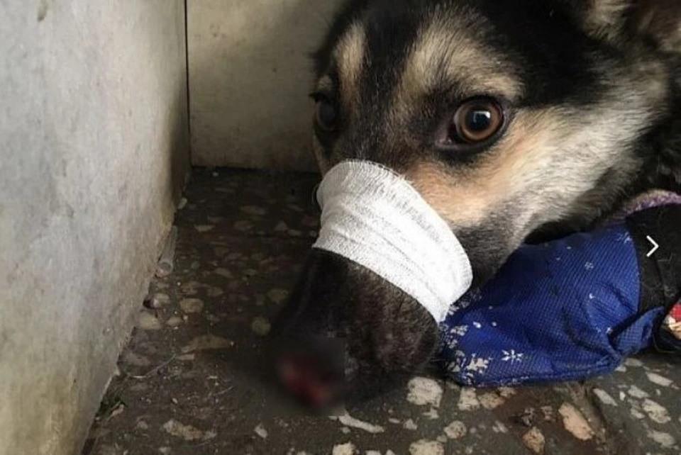 Пользователи интернета собрали деньги на протезы для собаки, истерзанной живодером в Улан-Удэ