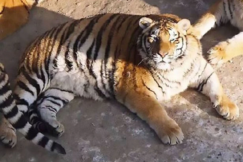 Снимки растолстевших амурских тигров из китайского природного парка в провинции Харбин стали популярными в сети.