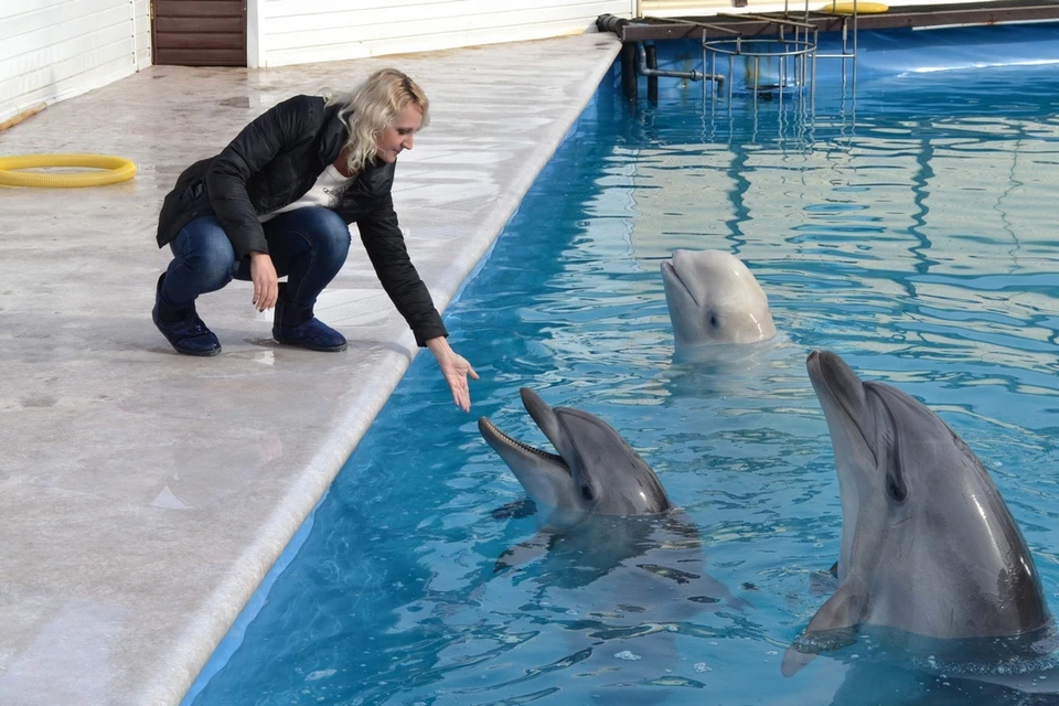 День кита "Комсомолка" решила отметить среди дельфинов, сородичей прекрасных морских млекопитающих.