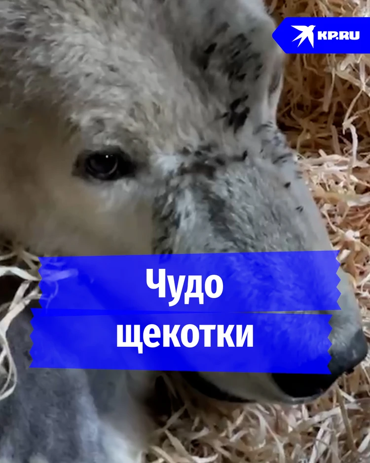 Чудо щекотки: в Московском Зоопарке продолжают лечение белого медведя Диксона