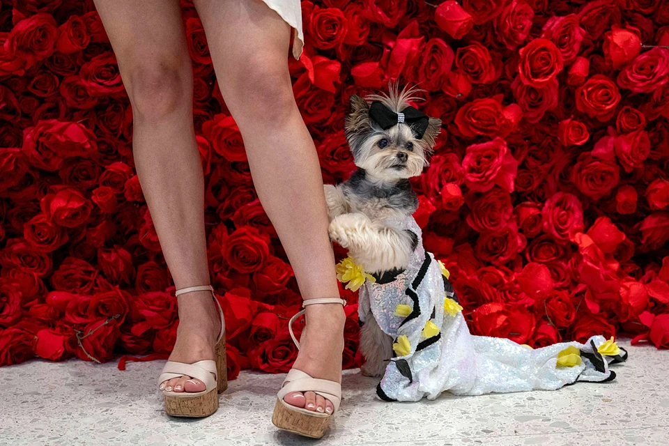 Коллекция нарядов для собак, повторяющая образы знаменитостей с бала Met Gala, представлена в Нью-Йорке. Фото: EAST NEWS