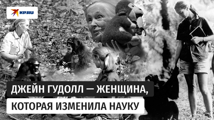 Мир прощается с защитницей животных Джейн Гудолл