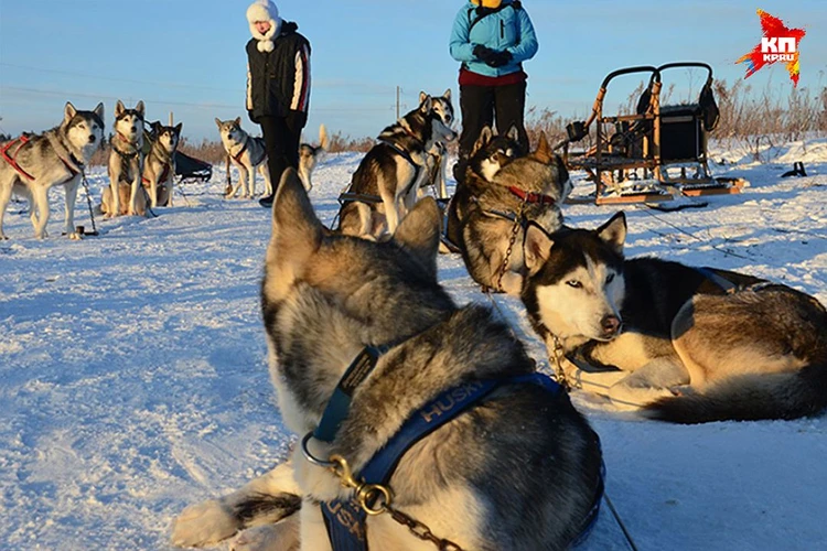 Аксолотль Купить В Ижевске Цены И Фото