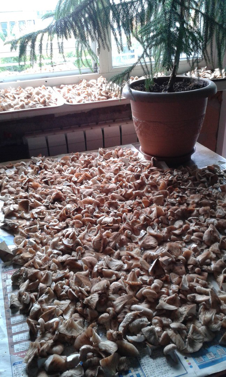 Получить неплохой урожай грибов можно, купив мицелий в магазине. Фото: Роман ЗОРИН