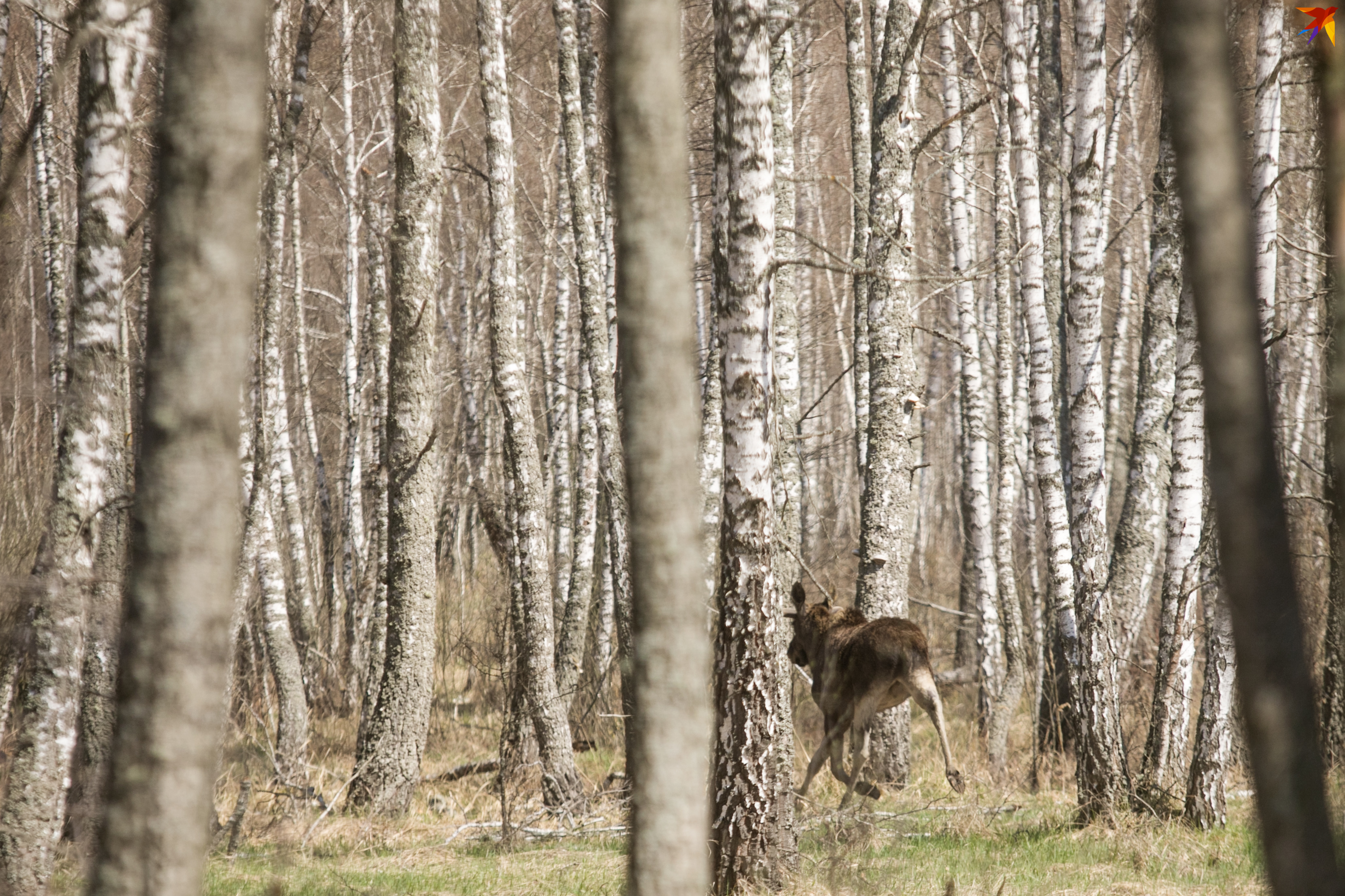 Дикие звери здесь на каждом шагу. Сотрудники заповедника говорят, что к людям они относятся с любопытством.