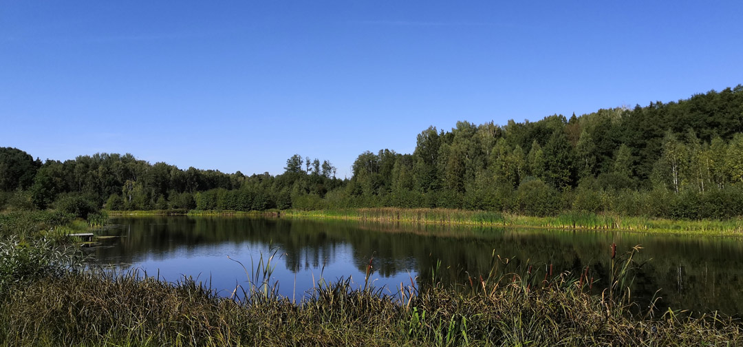 В беловежскую пущу едут за тишиной и умиротворением.