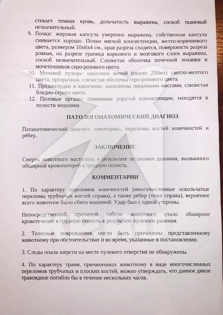 Дашь ляжку? А то худо будет»: Начальник охотнадзора, которого обвинили в  браконьерстве, заявил, что полицейские ему мстят - KP.RU