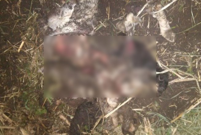 В Красном Куте живодеры съели собаку, а ее детенышей похоронили заживо