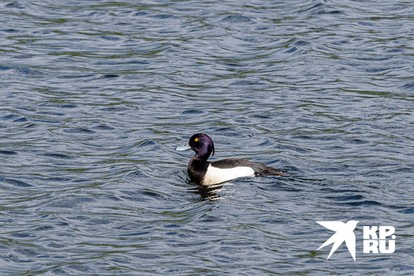 А вот ей неизведанная глубина Бабошкино не страшна. Хоть сто метров, хоть двести.