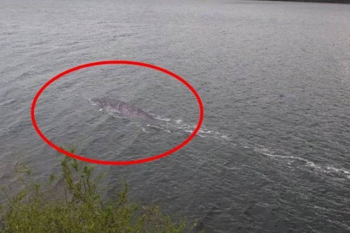Существо явно не маленькое. Фото: Youtube/Unexplained Mysteries