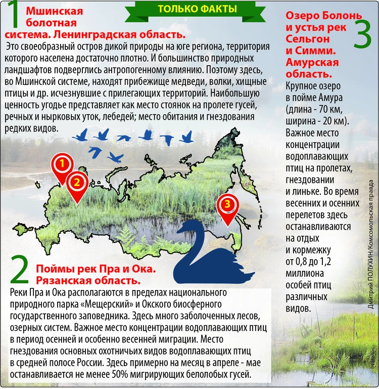Более 10 территории россии занимают болота можно. Болотные системы России. Зачем нужны болота. Какую часть России занимают болота. Зачем нужны болота на земле.