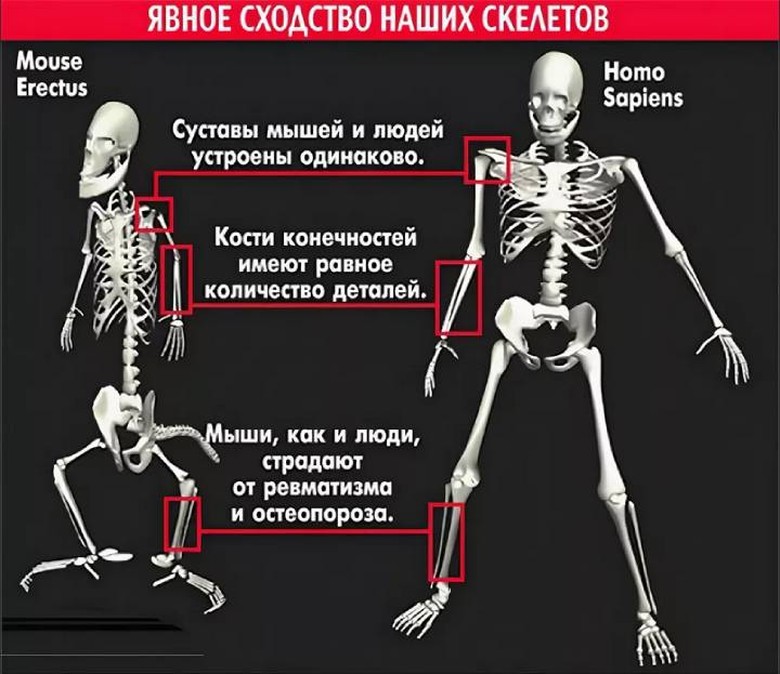 В чем сходство скелета человека и млекопитающих