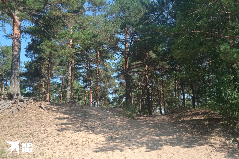 Пляж с такими прекрасными соснами есть прямо в Твери.