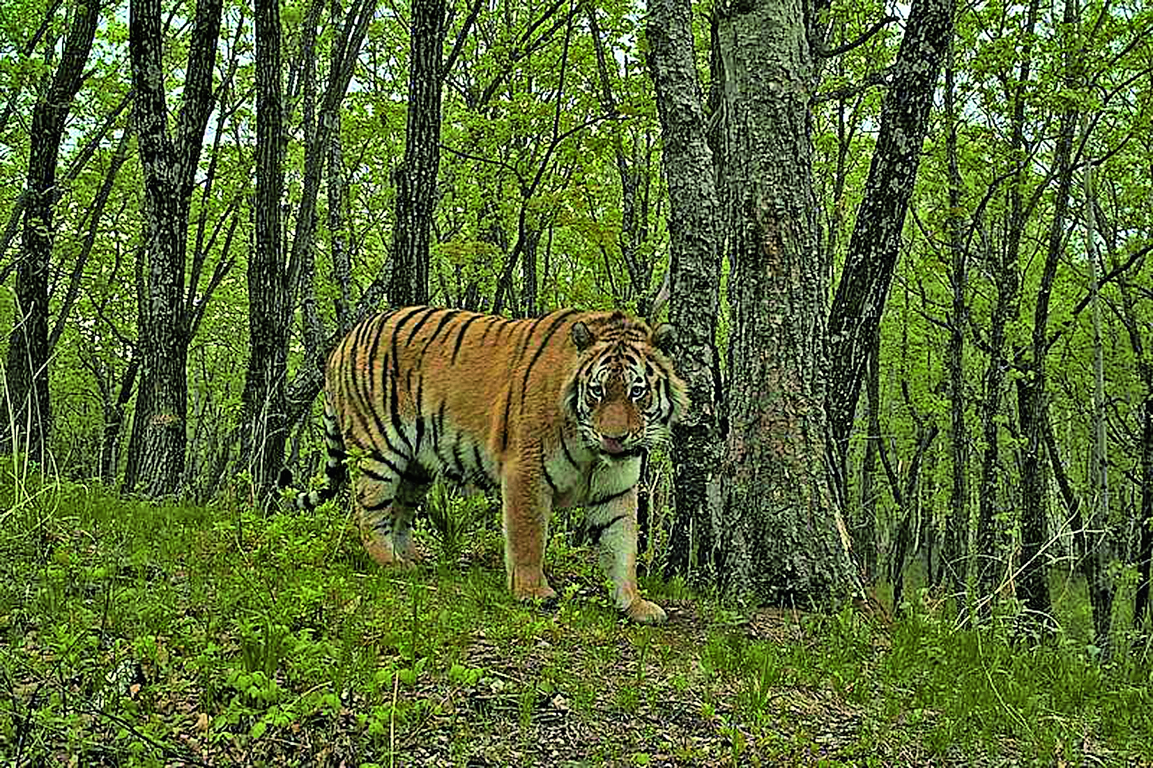 Сайт амурского. Амурский тигр в тайге. Филиппа (тигрица). Уссурийский Амурский тигр в лесу. Амурский тигр в Амурской области.