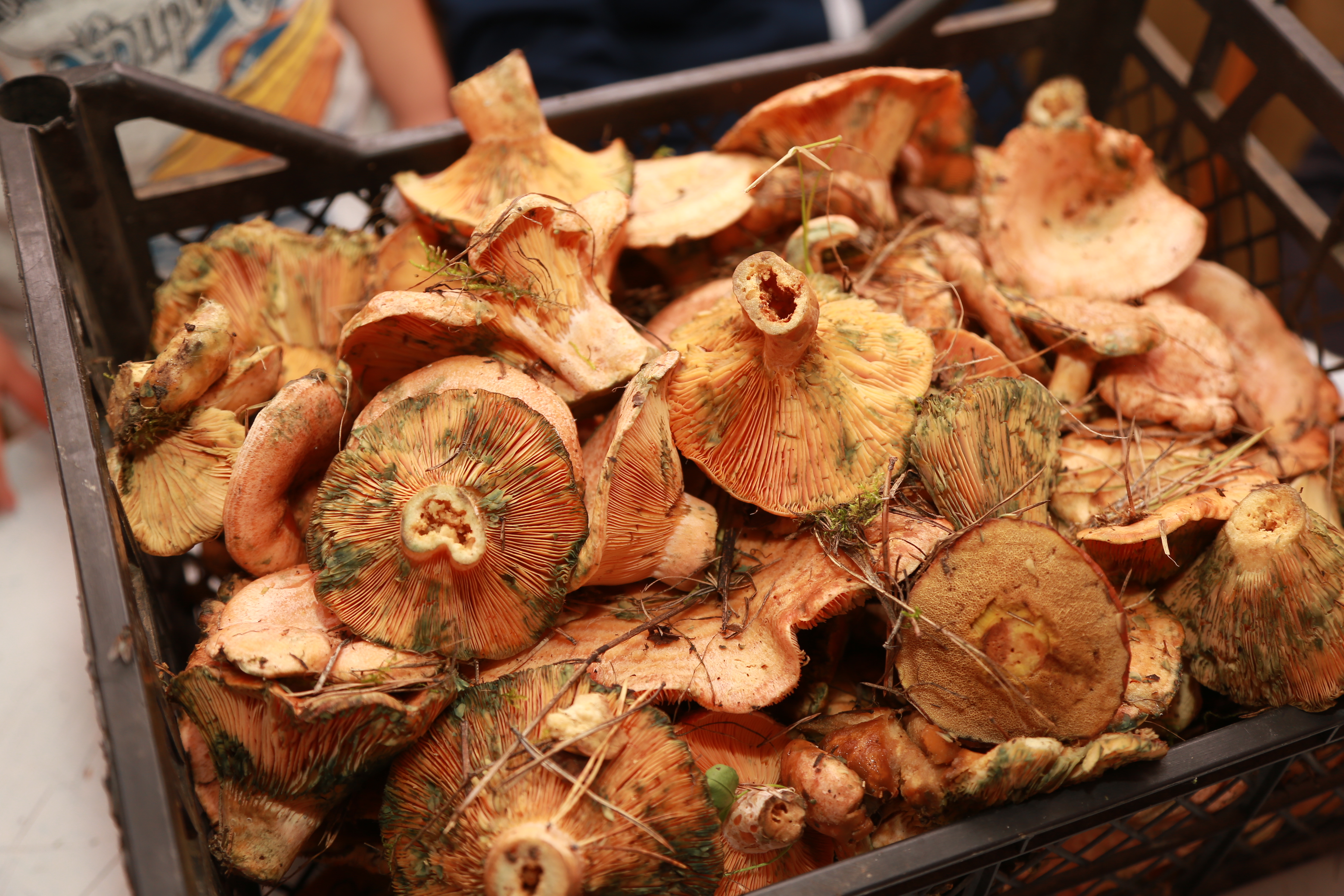 Лисички трудно спутать с другими грибами.