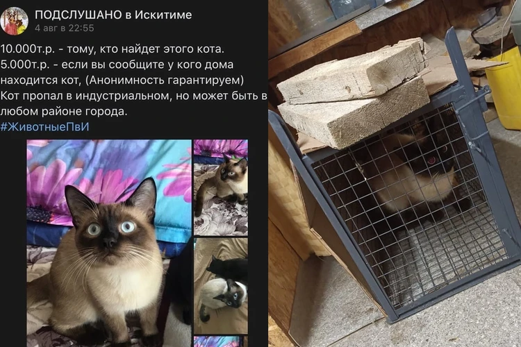 Сын Марины обклеил весь город объявлениями, его стали узнавать в магазинах и на улице. Фото: предоставлено Мариной Третьяковой