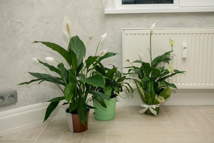 Spathiphyllum