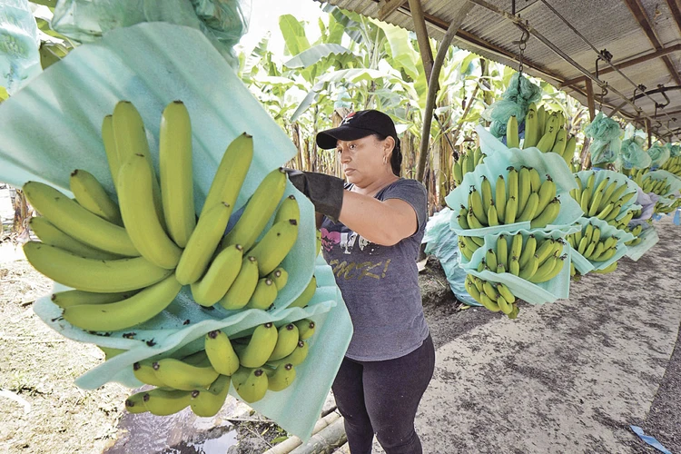 Эквадор был нашей главной «заокеанской плантацией». Теперь местные фермеры не могут отправить бананы в Россию и рискуют остаться без денег. Фото: MARCOS PIN/AFP/East News