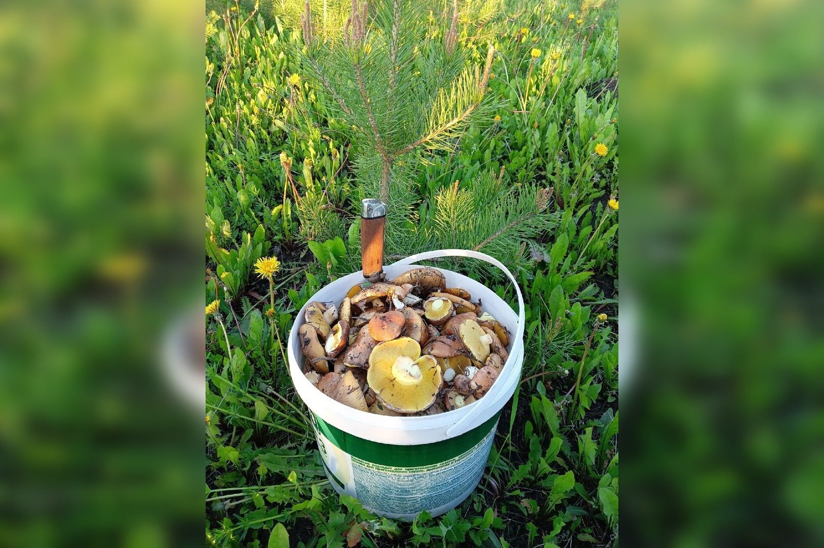 Foto: Eduard Saifumulyukov