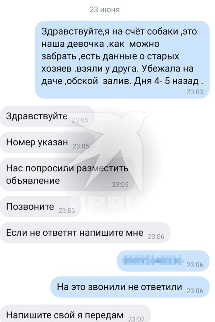 Платите 6 тысяч и забирайте»: в Новосибирской области мужчина обвинил  зоозащитников в воровстве далматинца - KP.RU