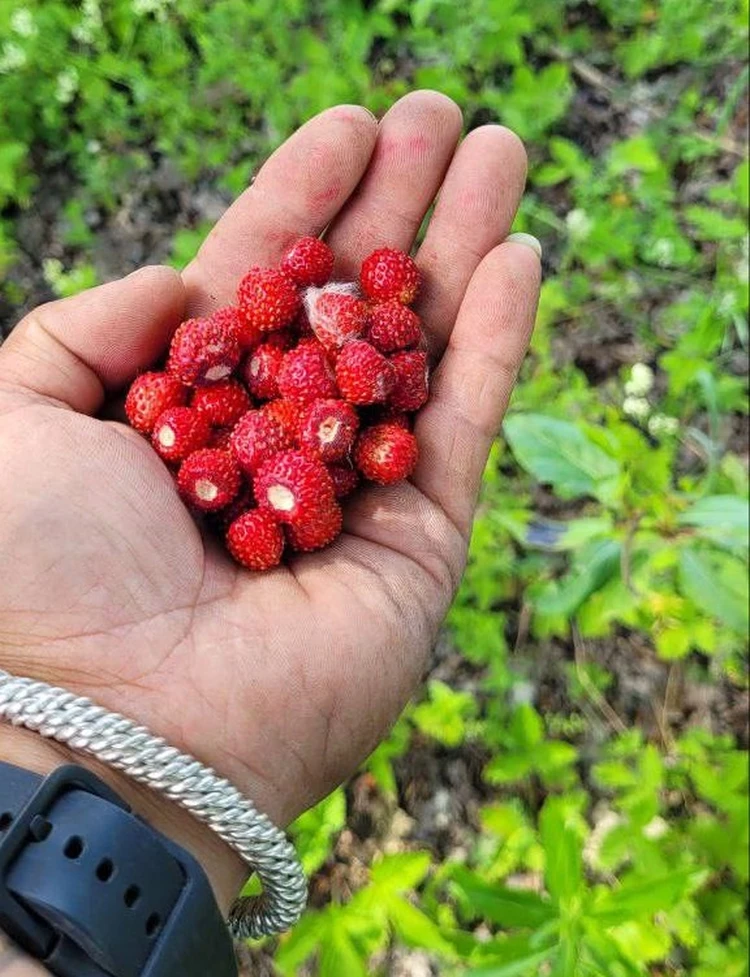 Фото: t.me/northern_nomadsykt