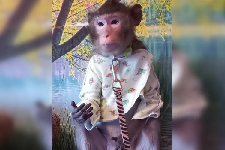 Как сделать костюм обезьяны для малышей