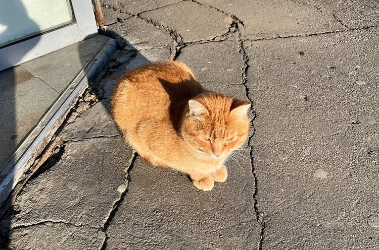 Кошка прячется под кровать примета