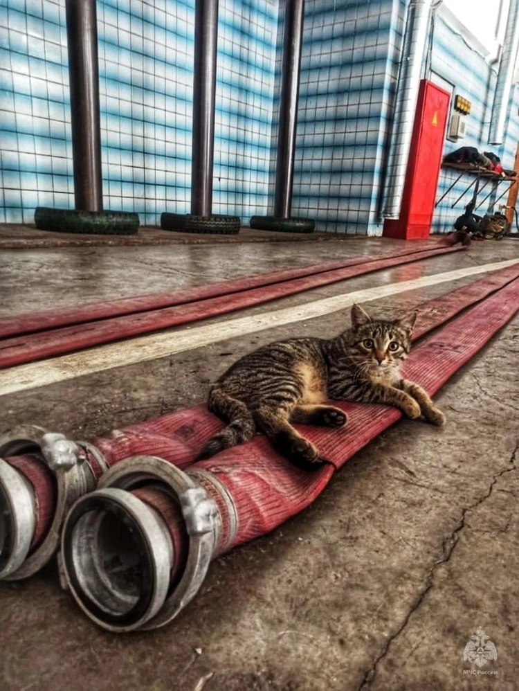 В России создали первый кошачий отряд спасателей МЧС - KP.RU