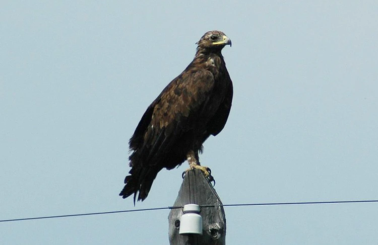 Клиторды мастурбациялау туралы бейне