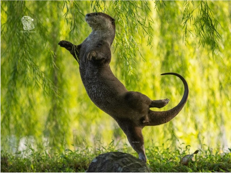 Фото: Comedy Wildlife Photography Awards 2023