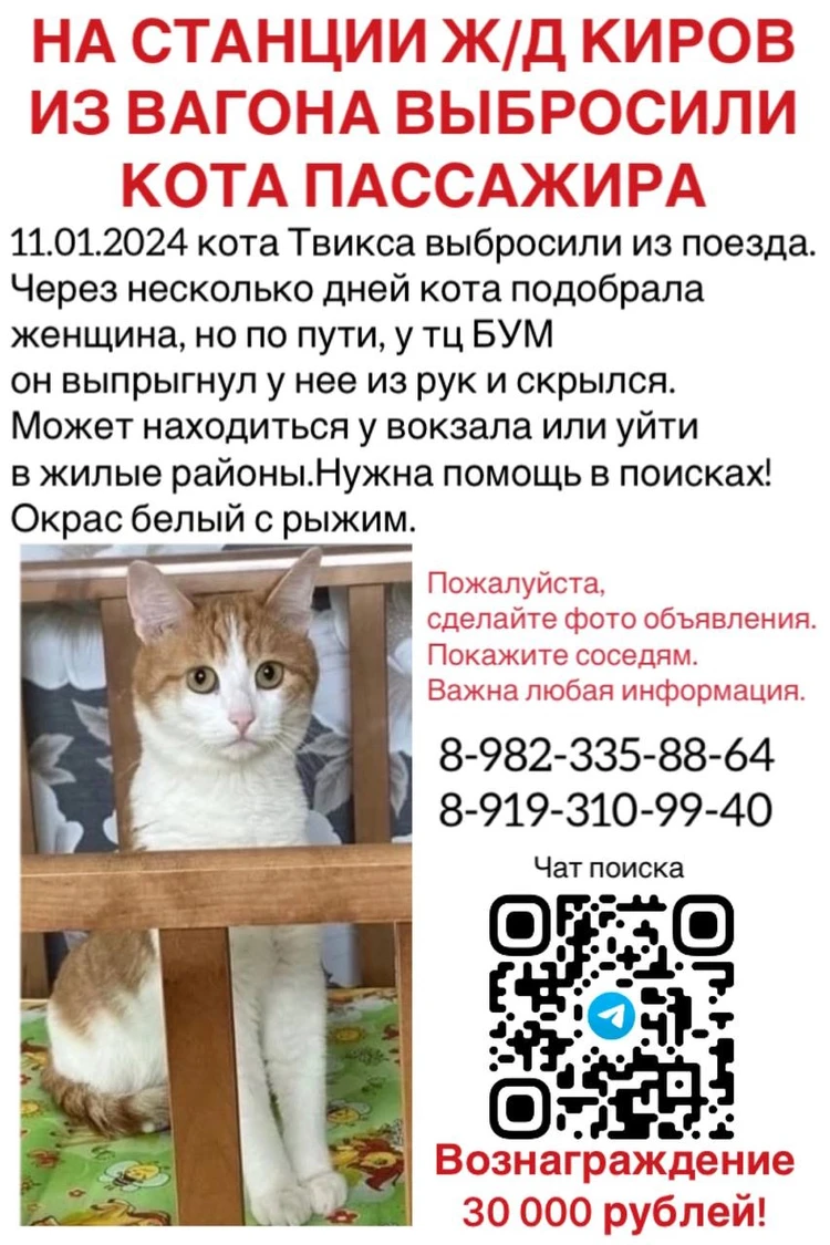 Удалила из купе беспризорное животное»: Хозяин кота Твикса, которого на вокзале  Кирова выкинула проводница, рассказал подробности инцидента - KP.RU