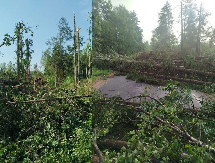 Наслідки урагану у Білорусі. Фото: телеграм-канал Лісові новини Могилівщини
