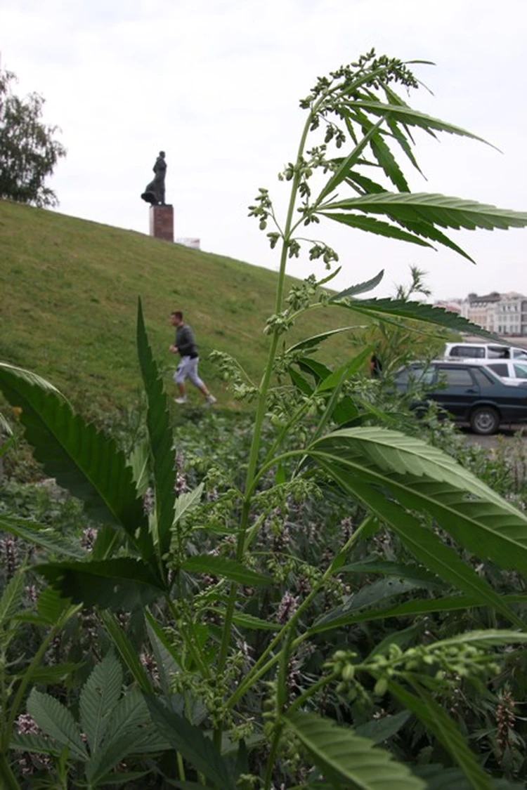 В казани конопля выращивание марихуаны в казахстане