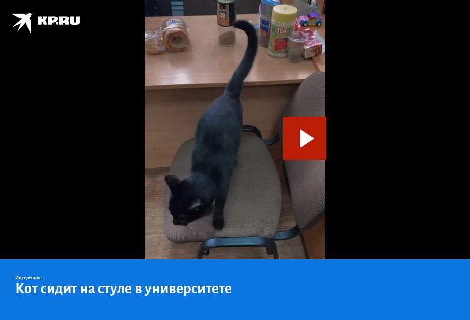 Кошка сидит на стуле