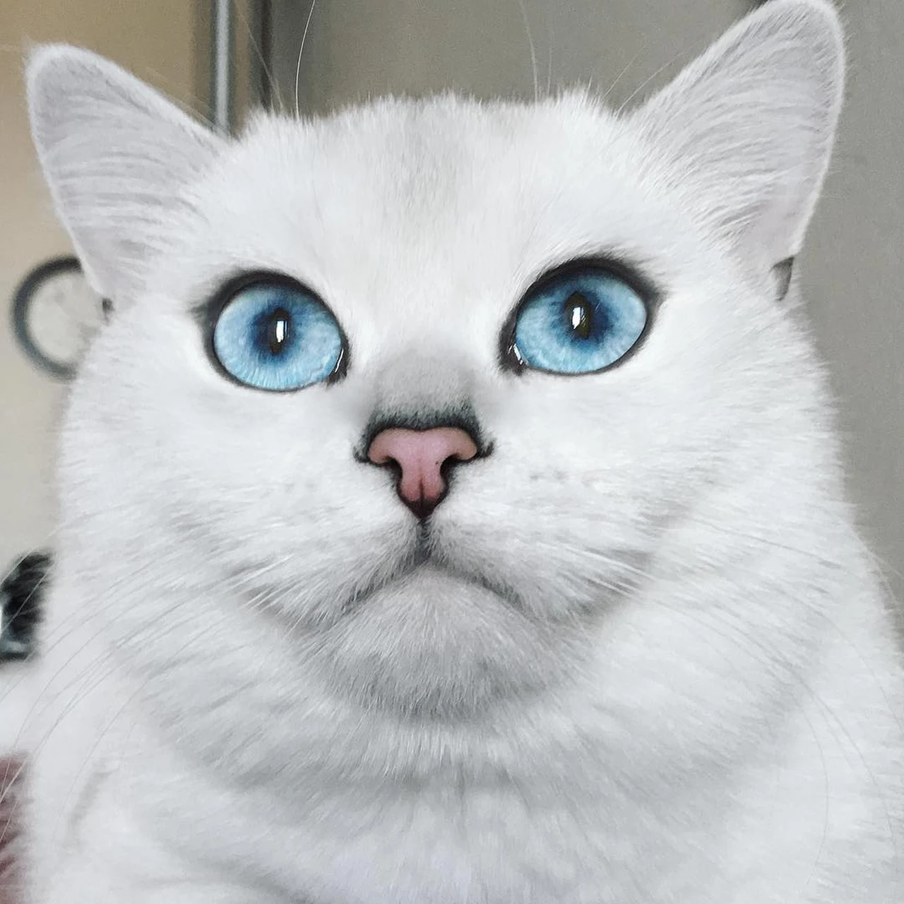 кот с красивыми глазами фото